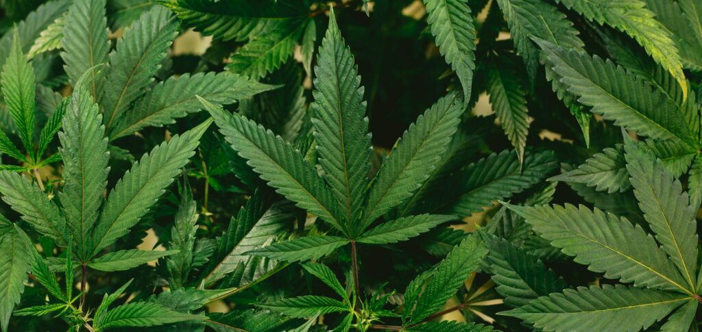 cannabis