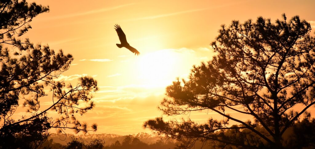 natureza