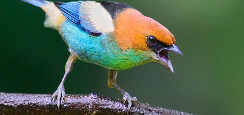 observação de aves