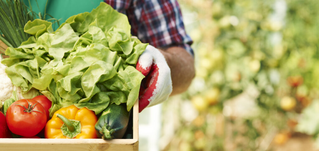alimentos/plantação