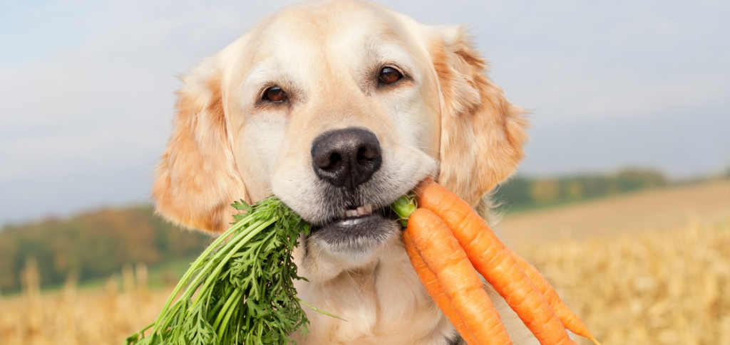 cães veganos